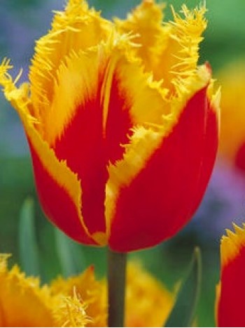Лале (Tulipa 'Palmares') PR921 Лале (Tulipa 'Palmares') PR921